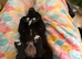 Tiny tiny male pup looking for new home