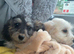 Cockapoo girls