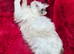 GCCF Registered Ragdoll Kittens