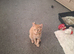 Ginger kitten