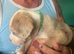 Mixed Cane Corso , mastiff , Dane 8 weeks 25th Sept