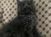 Pedigree Maine Coon xPedigree Ragdoll Kittens