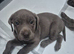 Silver Labrador pups