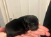 Labrador puppies