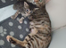Bengal mix girl 11 weeks tabby