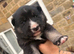Shepsky Pups