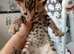 2 stunning pure breed bengal kits