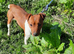 Plummer terrier