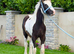 &ldquo;Gawbridge Tiger~Lilly&rdquo;