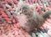 British longhair kitten
