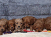 Cavapoo mix litter