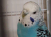 Proven pair of breeding budgies