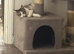 Adorable Kitten Looking for a Loving Home