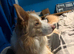 Blond border collie 4 years old
