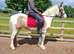14.2hh 3 year old Cob X