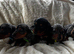 Miniature silver dapple dachshunds