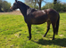 Project Weatherby Mare