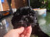 Shih tzu puppies