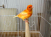 Red/Yellow Canaries for Sale