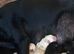 PUPPIES