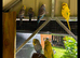 Budgies