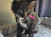 Maine coon kittens last 1