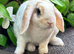 Young Mini Plush Lops - Hypoallergenic fur.