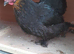 1 bantam hen