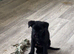 German Shepherd cross pup
