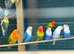 Rehome your budgies