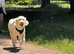 8 beautiful Goldendoodle puppies