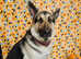German shepherd for stud