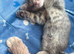 British short haired kittens