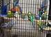 Baby budgies