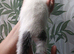 Beatiful grey and white kitten