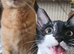 Male cat