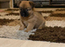 Beautiful Pomchi puppies for sale