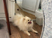 URGENT!! POM BEAR BOY PLEASE READ ALL OF MY ADD.