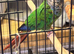 Edinburgh, Gentle Blue-crowned Conure, seeking for a new home!