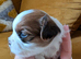 Shitzu Puppy's
