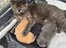 British Shorthair Kittens
