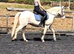 Stunning 14.1hh 6yo cremello WPB gelding