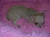 Full breed Chihuahua puppies 3 boys only now