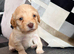 Puppies