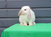 Beautiful mini lop bunny ready now