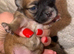 Brindle tiny chihuahua babies ready now