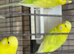 3 beautiful yellow budgies for sale