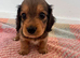 Miniature long haired dachshund