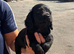 cocker spaniel pups ONLY BOYS LEFT
