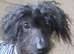 Wanted hairless chinese crested or x for company